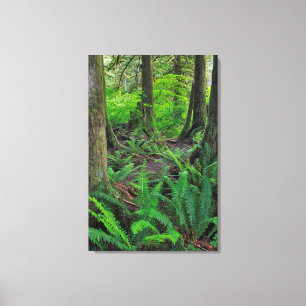Toile Forêt Scénique Verte Luxuriante