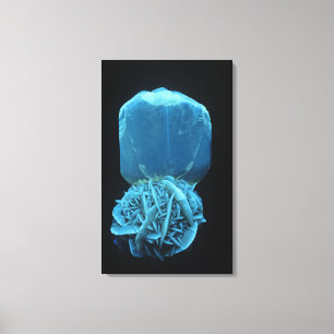 Toile Forme de sélénite de gypse, un pho minéral