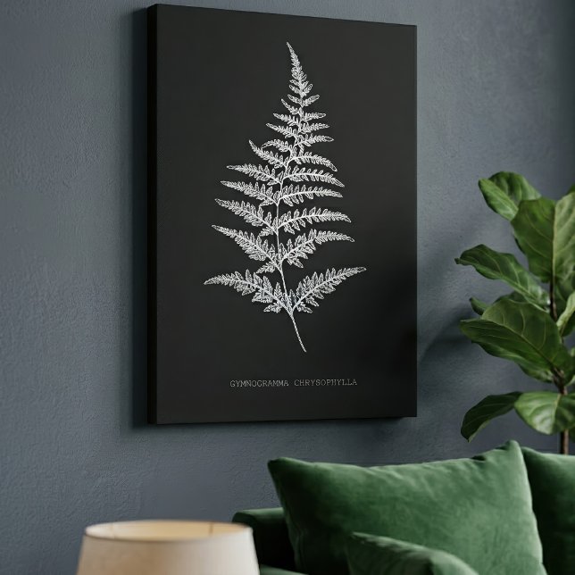 Toile Fougère dorée, Gymnogramma Chrysophylla (Golden Fern Frond, Gymnogramma Chrysophylla. Canvas Print)