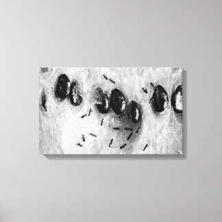 Toile fourmis de surf