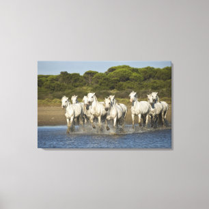 Toile France, Camargue. Les chevaux courent à travers l'