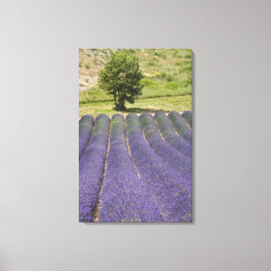 Toile France, Provence. Rangées de lavande en fleurs.