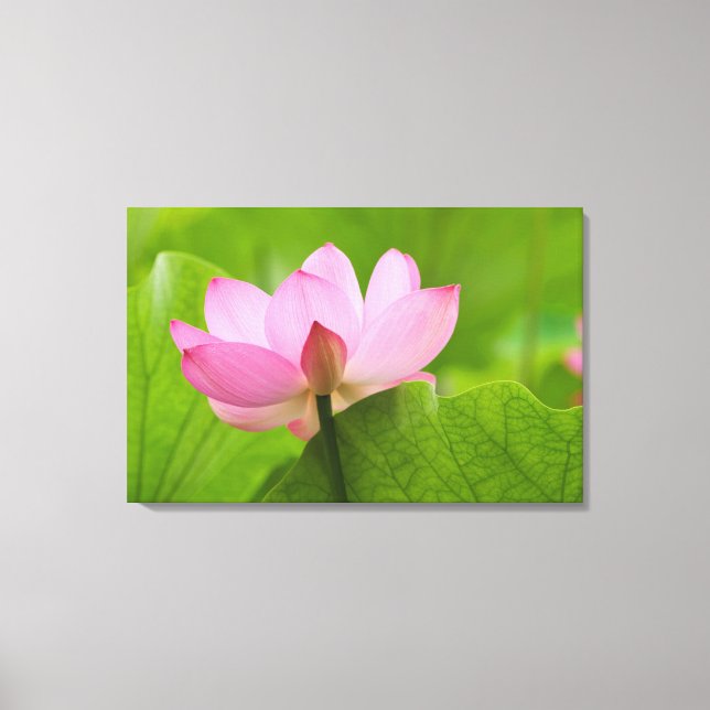 Toile Franklin NC, jardin d'eau de Perry, Lotus (Recto)