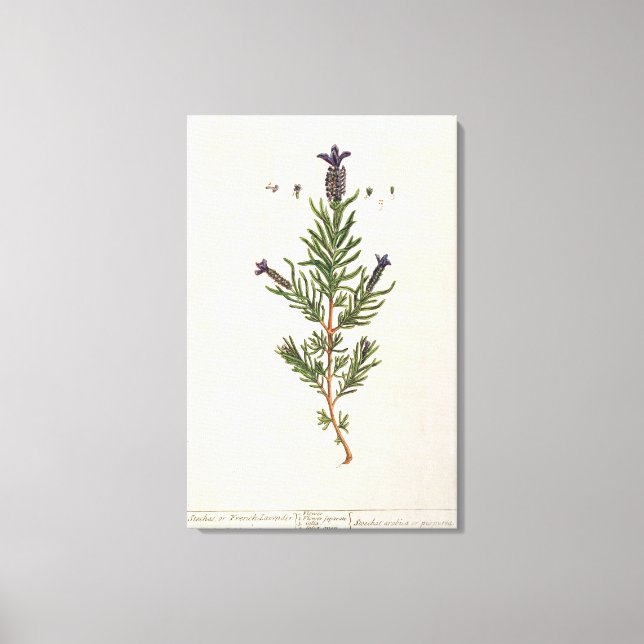Toile French Lavender, plate 241 from 'A Curious Herbal' (Recto)