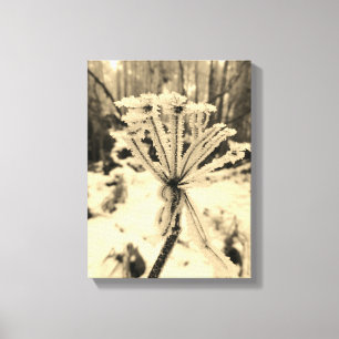 Toile Frost d'hiver sur les plantes dans la photographie