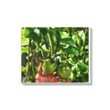Fruit Vert
