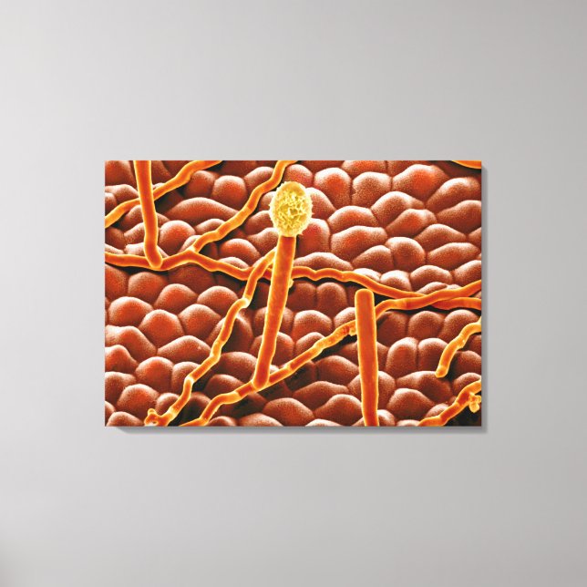 Toile Fungus de poudrière sur Poinsettia (Recto)