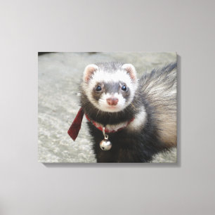 Toile Furet