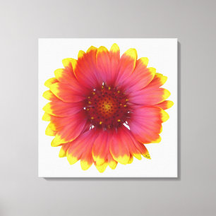 Toile Gaillardia 1