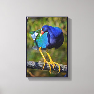 Toile Gallinule pourpre