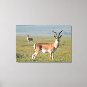 Toile Gazelle de Grant, cratère du Ngorongoro, Ngorongor
