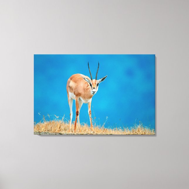 Toile Gazelle de Grant (Gazella Granti) Ewe Portrait (Recto)