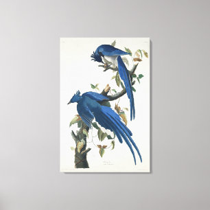 Toile Geai de Columbia d'Audubon Geai à gorge noire