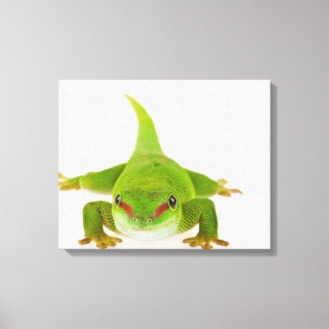 Toile Gecko de Madagascar (Phelsuma madagascariensis) (Recto)