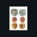 Toile Gemmes Dollars De Sable<br><div class="desc">Les dollars de sable sont un bijou marin très unique. Cette image englobe des dollars de sable très uniques et colorés. Diderot a comparé ces dollars de sable à un arrière - plan de couleur crème douce. Obtenez vos gemmes de dollar de sable sur votre produit zazzle aujourd'hui.</div>