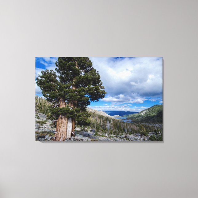 Toile Génévier de Sierra et arbres à feuilles persistant (Recto)