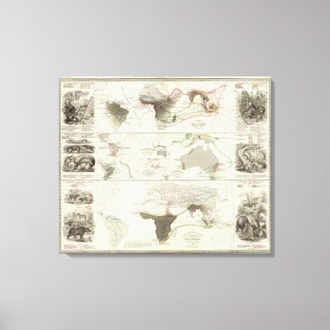 Toile Géographie zoologique (Recto)