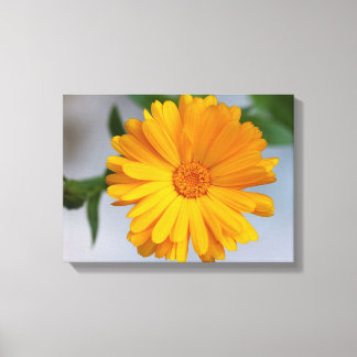Toile Gerbera jaune Fleur sauvage de marguerite
