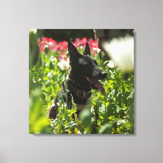 Toile German Shepherd à Field (Recto)