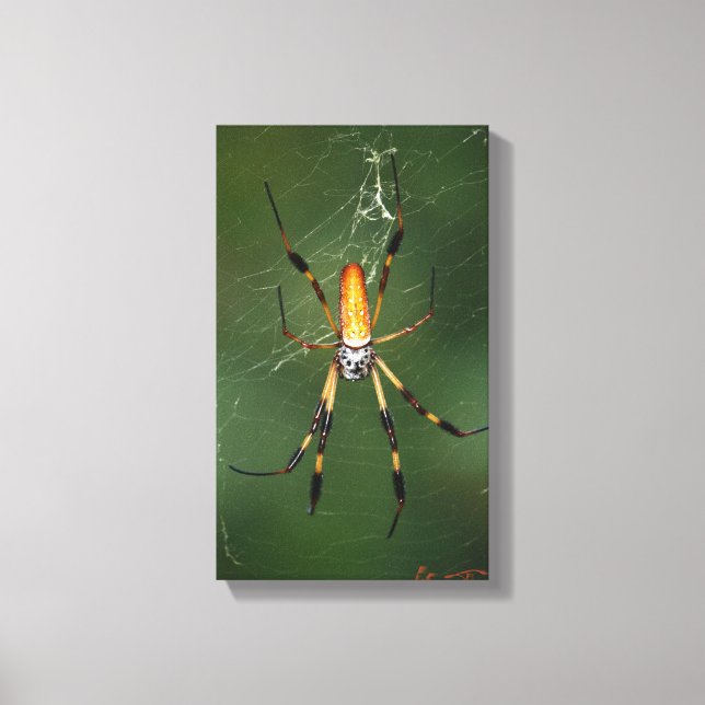Toile Giant Banana Spider (Recto)