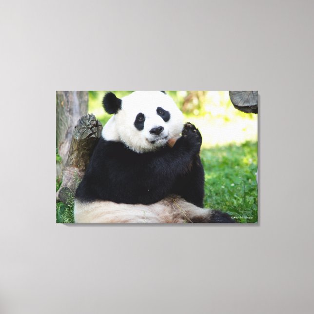 Toile Giant Panda assis (Recto)