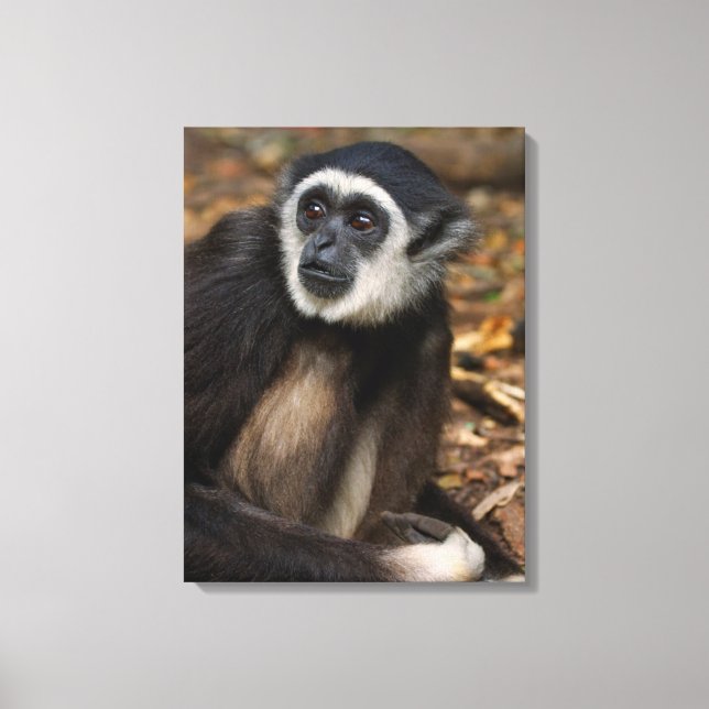 Toile Gibbon à mains blanches (Hylobates Lar), Monkeylan (Recto)