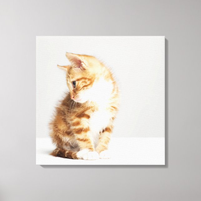 Toile Ginger Kitten (Recto)
