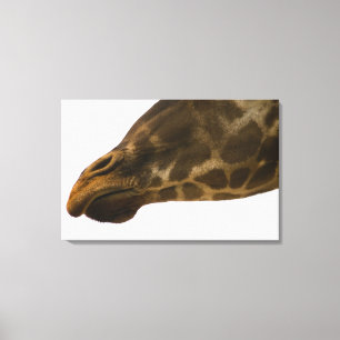 Toile Girafe, fin