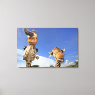 Toile Girafe réticulée (camelopardalis de Giraffa) 2