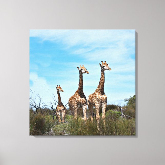 Toile Girafes dans Vista Endless (Recto)