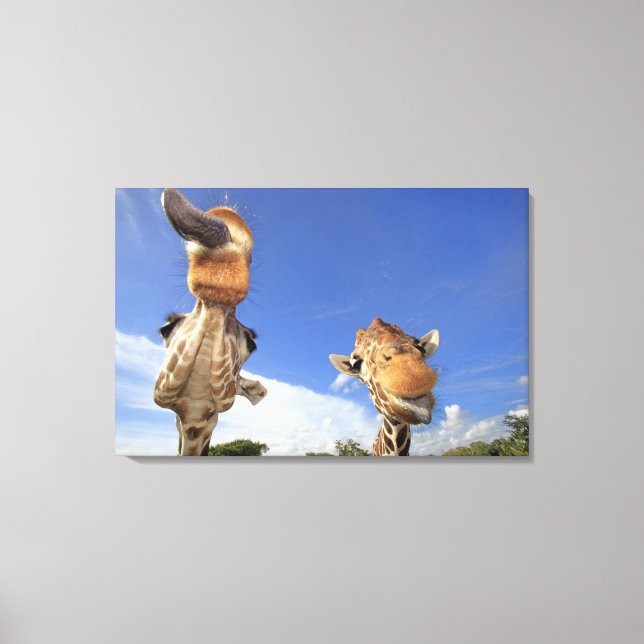Toile Giraffe (Giraffa camelopardalis) 2 (Recto)