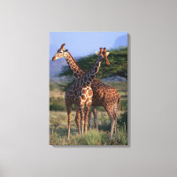 Giraffe réticulée 4