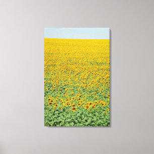 Toile Gisement jaune de tournesol