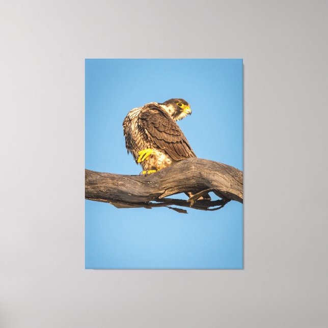 Toile Golden Falcon at Rest (Recto)