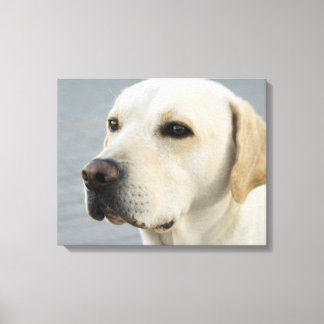Toile Golden Labrador Retriever Photographie