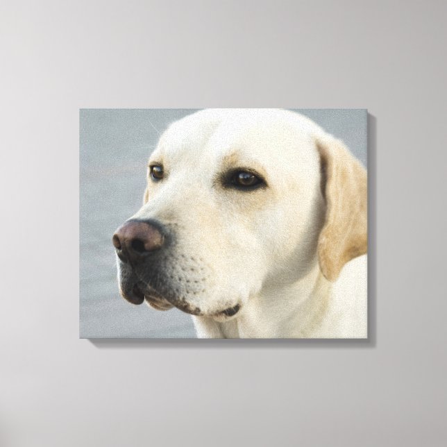 Toile Golden Labrador Retriever Photographie (Recto)
