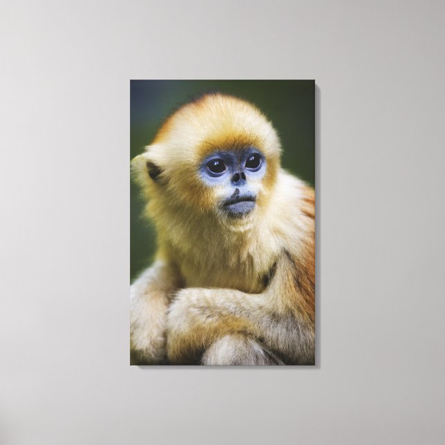 Toile Golden monkey (Recto)