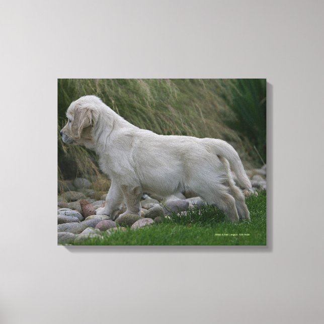 Toile Golden Retriever Puppy Standing (Recto)