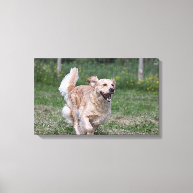 Toile Golden Retriever Running 1 (Recto)