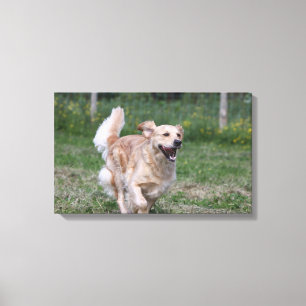 Toile Golden Retriever Running 1