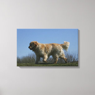 Toile Golden Retriever Running 3