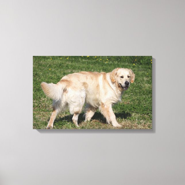 Toile Golden Retriever Walking (Recto)