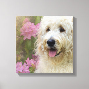 Toile goldendoodle dans l'hortensia