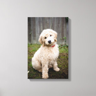 Toile Goldendoodle Puppy Se Trouve Dans L'Herbe