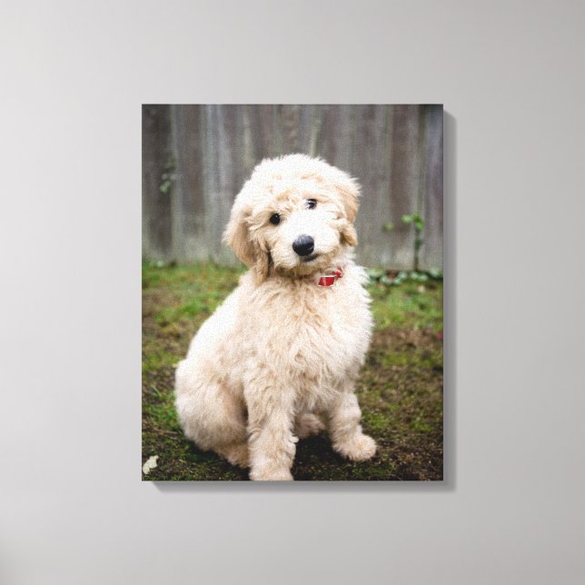 Toile Goldendoodle Puppy Se Trouve Dans L'Herbe (Recto)