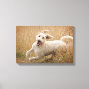 Toile Goldendoodle traverse l'herbe