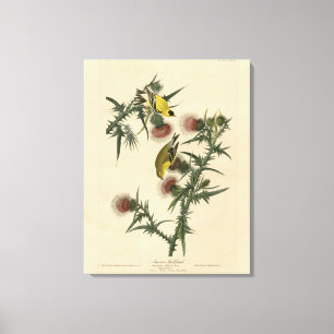 Toile Goldfinch américain d'Audubon's Birds of America