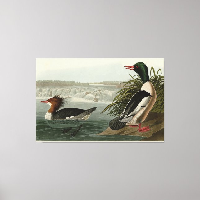 Toile Goosander (Merganser commun) Oiseaux d'Audubon (Recto)