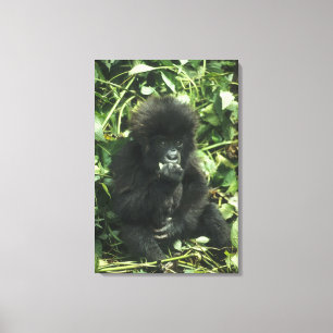 Toile Gorille des montagnes, (Gorilla gorilla beringei),