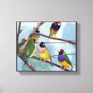 Toile Gouldian Finches